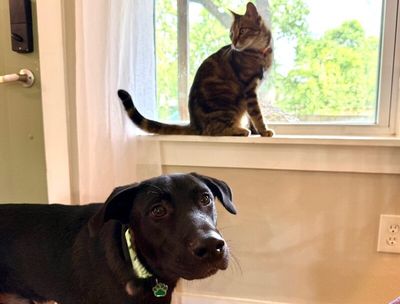 bjorn the adorn cuddly lab thumbnail 12