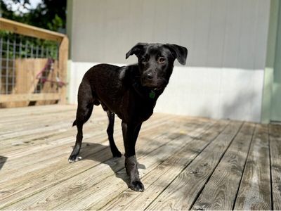 bjorn the adorn cuddly lab thumbnail 17