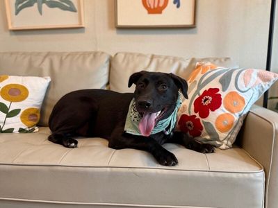 bjorn the adorn cuddly lab thumbnail 19