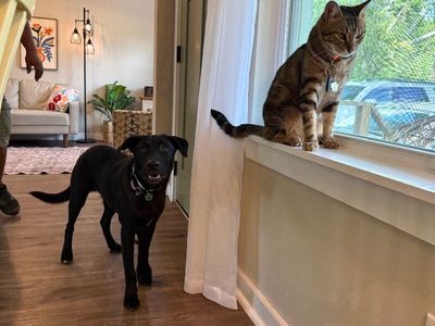 bjorn the adorn cuddly lab thumbnail 4