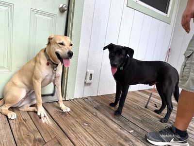 bjorn the adorn cuddly lab thumbnail 15