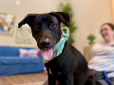bjorn the adorn cuddly lab thumbnail 6