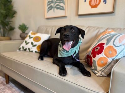 bjorn the adorn cuddly lab thumbnail 16