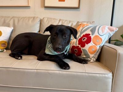 bjorn the adorn cuddly lab thumbnail 13