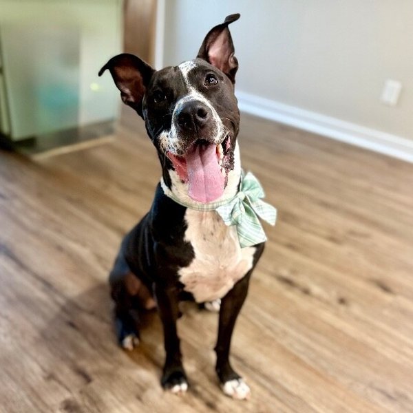 Alvin All Terrain, a Pit Bull Terrier dog
