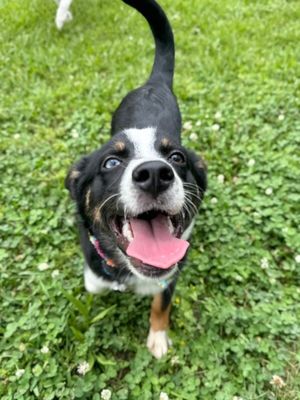 Cheerio the bestest boy thumbnail 15