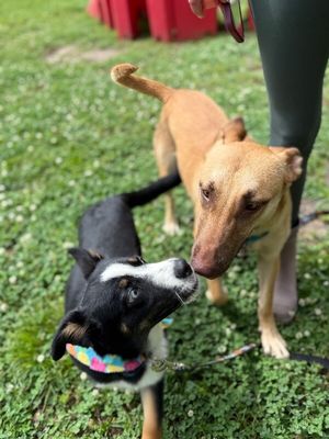 Cheerio the bestest boy thumbnail 18
