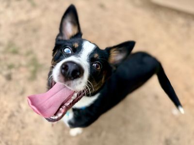 Cheerio the bestest boy thumbnail 5