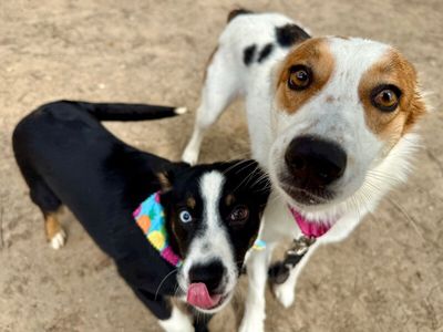Cheerio the bestest boy thumbnail 11