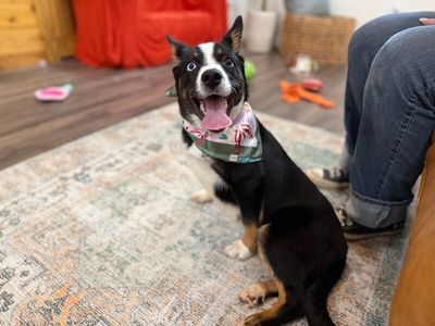 Cheerio the bestest boy thumbnail 16
