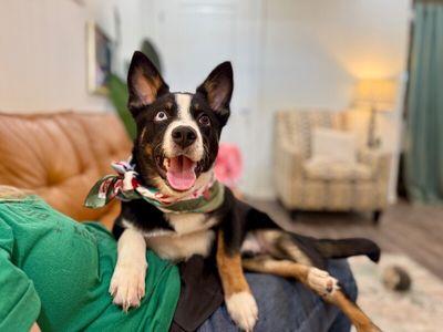 Cheerio the bestest boy thumbnail 1