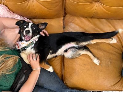 Cheerio the bestest boy thumbnail 6