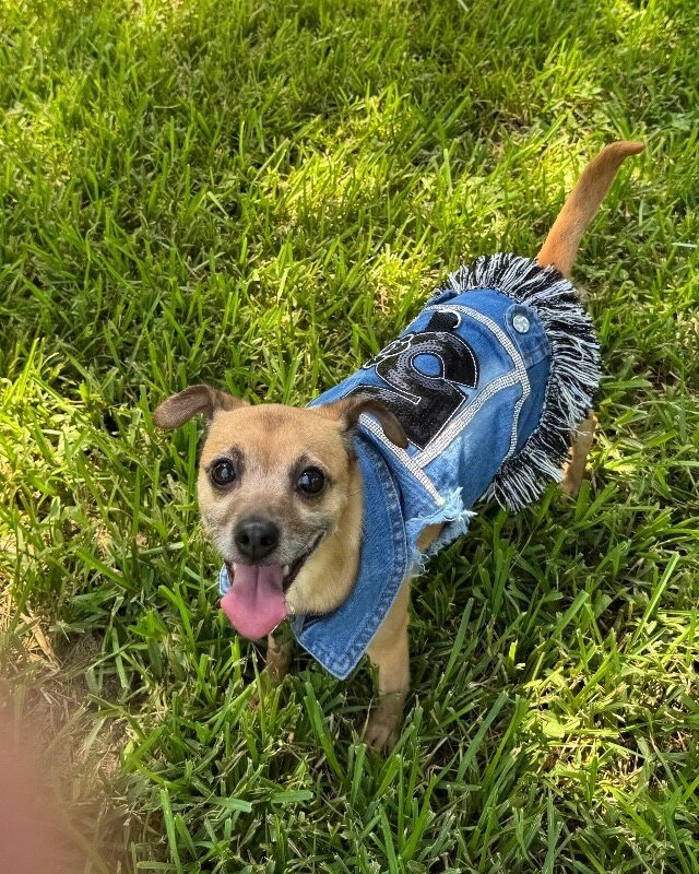Honeybear the Happiest Little Shadow - Photo 1