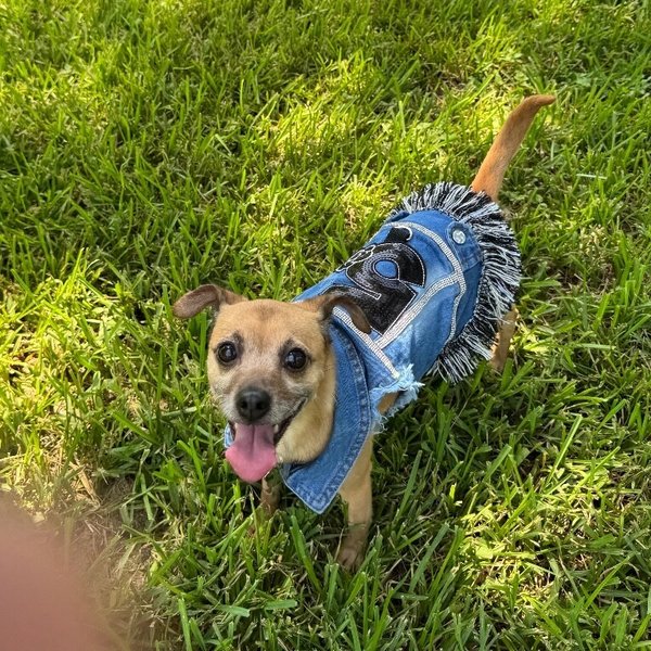 Honeybear the Happiest Little Shadow, a Rat Terrier dog