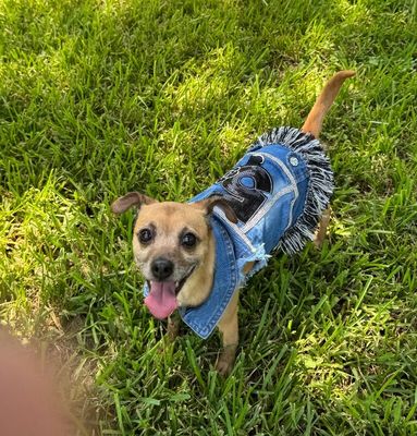 Honeybear the Happiest Little Shadow thumbnail 1