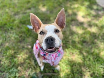 Phoebe Taylor A Solar Powered Princess thumbnail 6