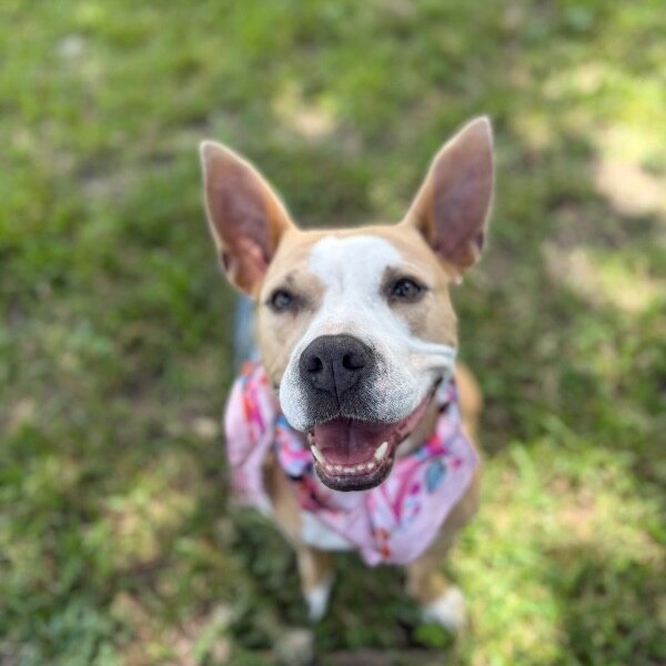 Phoebe Taylor A Solar Powered Princess, a Pit Bull Terrier dog