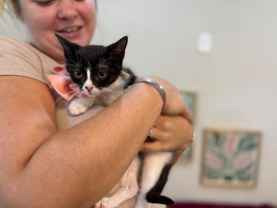 Cricket Cutie Tuxedo thumbnail 16