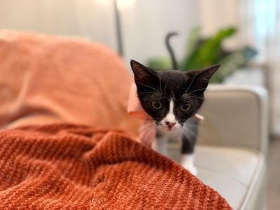 Cricket Cutie Tuxedo thumbnail 10