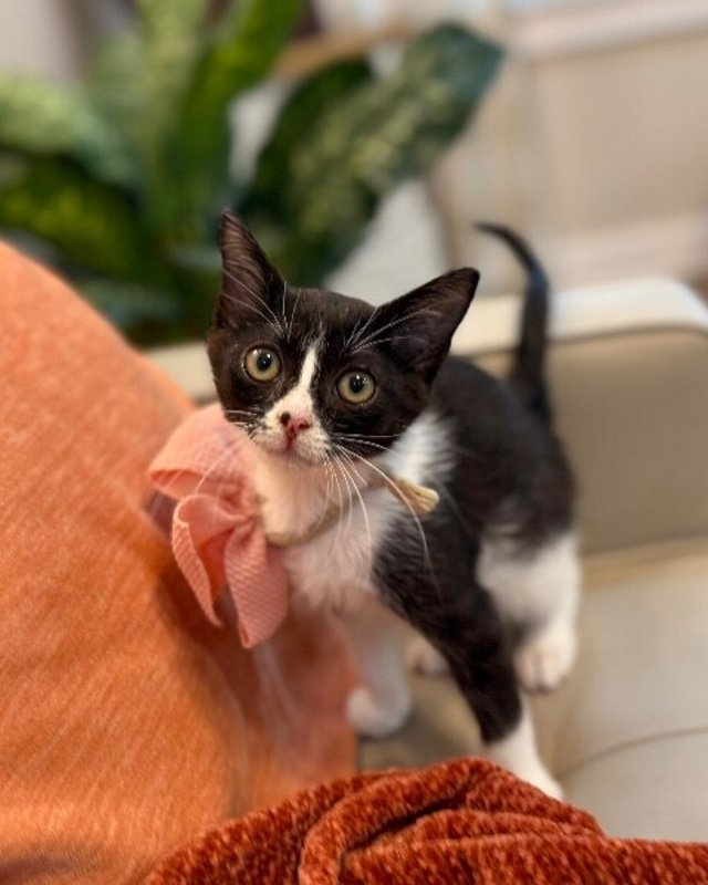 Cricket Cutie Tuxedo - Photo 1