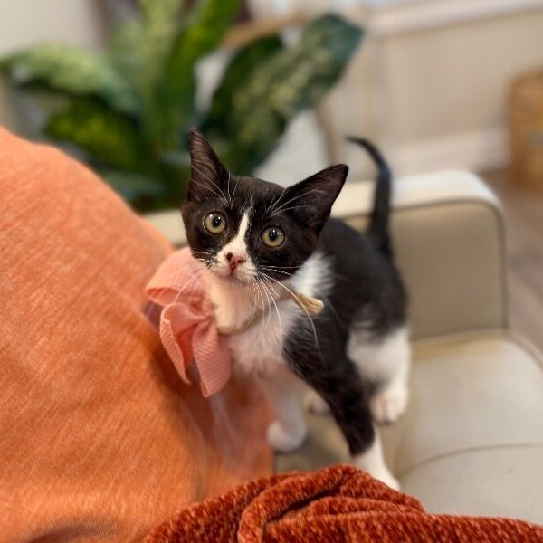 Cricket Cutie Tuxedo, a Domestic Short Hair cat