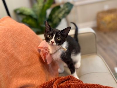 Cricket Cutie Tuxedo thumbnail 1