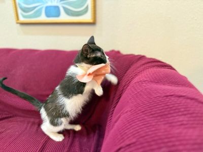 Cricket Cutie Tuxedo thumbnail 15