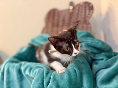 Cricket Cutie Tuxedo thumbnail 8