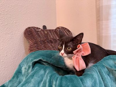 Cricket Cutie Tuxedo thumbnail 19