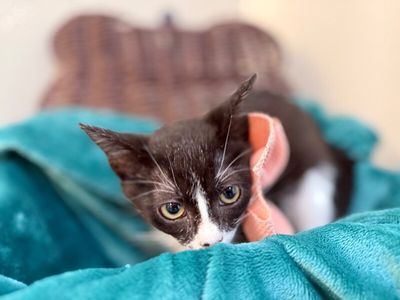 Cricket Cutie Tuxedo thumbnail 13