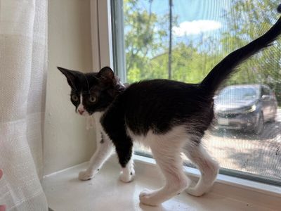 Cricket Cutie Tuxedo thumbnail 20