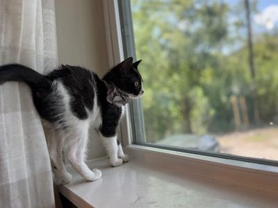 Cricket Cutie Tuxedo thumbnail 6
