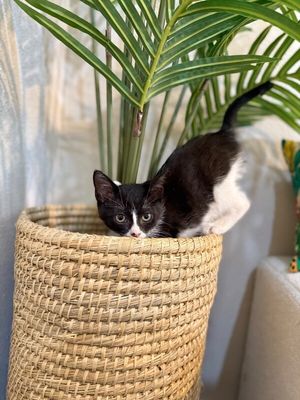 Cricket Cutie Tuxedo thumbnail 18