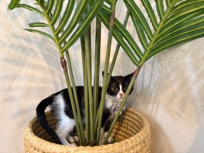 Cricket Cutie Tuxedo thumbnail 17