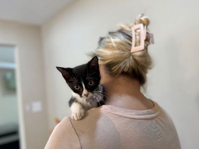 Cricket Cutie Tuxedo thumbnail 4