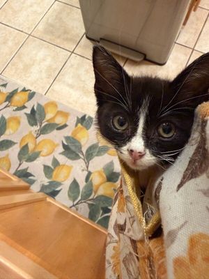 Cricket Cutie Tuxedo thumbnail 3