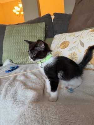 Cricket Cutie Tuxedo thumbnail 11