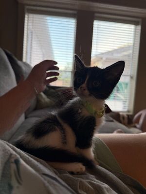 Cricket Cutie Tuxedo thumbnail 9