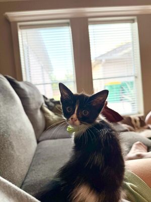Cricket Cutie Tuxedo thumbnail 7