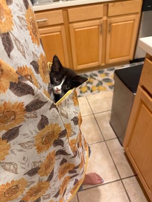 Cricket Cutie Tuxedo thumbnail 2