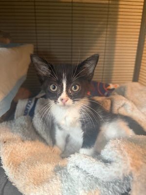 Cricket Cutie Tuxedo thumbnail 14