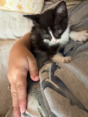 Cricket Cutie Tuxedo thumbnail 5