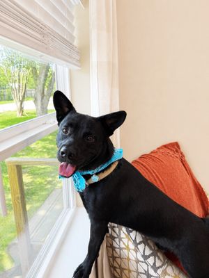 Jasper the friendly pup thumbnail 7