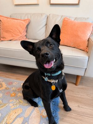 Jasper the friendly pup thumbnail 10