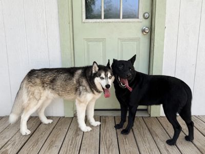 Jasper the friendly pup thumbnail 16