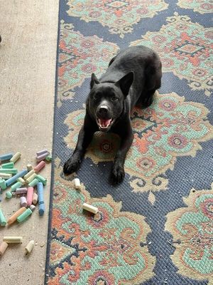 Jasper the friendly pup thumbnail 17
