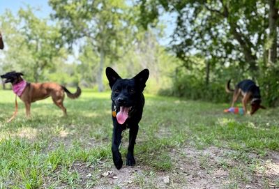 Jasper the friendly pup thumbnail 2