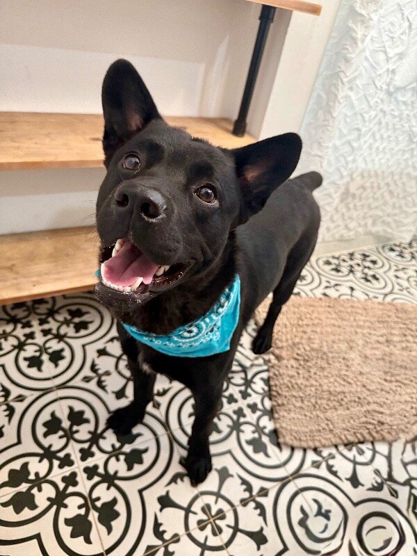 Jasper the friendly pup - Photo 1