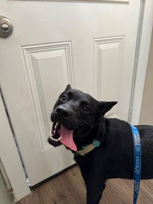 Jasper the friendly pup thumbnail 15