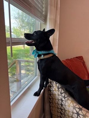 Jasper the friendly pup thumbnail 12